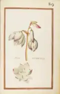 Iucca occidentalis, 1624. Recueil de fleurs et d'insectes dessinés et peints sur vélin