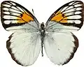 I. reinwardtii lombokiana, Lombok