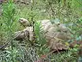 Tortoise.