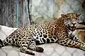 Adult jaguar in Cameron Park Zoo