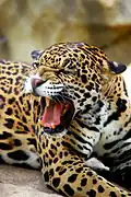 Adult jaguar in Waco, Texas' Cameron Park Zoo