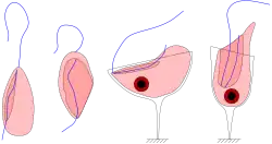 Jakobids (Jakobida)
