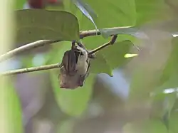 Brown bat