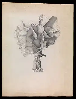 "Adeona cellulosa"