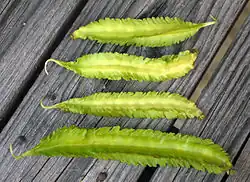 Winged Bean (Ilo: Pallang or Tlg: Sigarilyas)