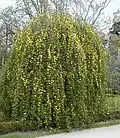Weeping form