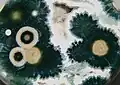 Madagascar orbicular jasper (detail)