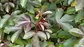Jatropha gossypiifolia
