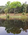 Jequitibá-rosa in the Botanical Garden of São Paulo.