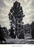 'Sarniensis' at Richmond, London, circa 1913