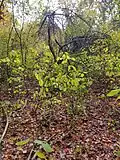 Jethro's Orchard remnants (replanted by Henry Ford) on side of Nobscot Hill off Brimstone Lane Nobscot Conservation Land entrance