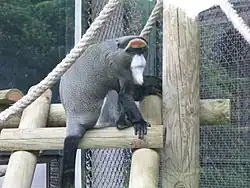Gray monkey