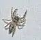Jumping_spider_(48128064301)