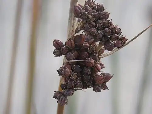 Inflorescence