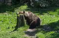 Brown bear