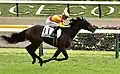 Justin Milano winning his race debut