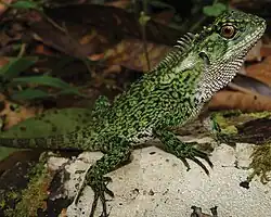 Juvenile male