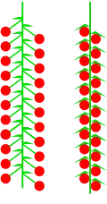 Catkin (racemose or spicate)