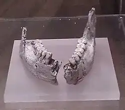 KNM-ER 992. Replica. Museo Nacional de Ciencias Naturales in Madrid