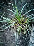 Regrowth after falling from canopy