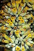 Bunch of flowers