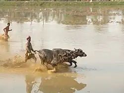 Race at Vandar village, Udupi district, India