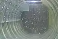 Growing baby jellyfish