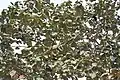 Leaves in Kolkata, West Bengal, India.
