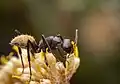 Foraging