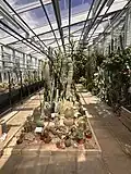 Cactus collection