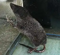 Gray shrew