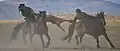 Traditional Kazakh game of Kokpar, fighting over a goat carcass at the Kazakh Altai Eagle Festival in Sagsai, Bayan-Ölgii Province, Mongolia