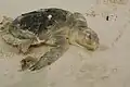 Deceased adult