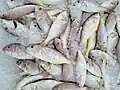 Japanese threadfin bream in a Malaysian fish market