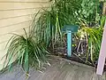 Kiekie display on Maungakiekie, Auckland