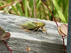 Lateral view