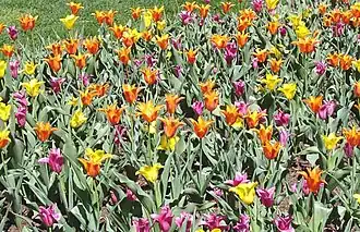 Flowers on display.