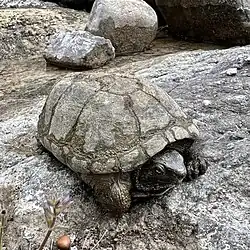In Sonora, Mexico