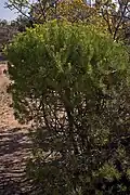 Mature bush