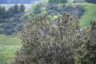 Tree in flower