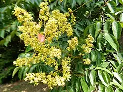 Flowers and foliage
