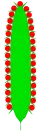 Spadix