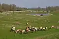 Konik horses near the Waal