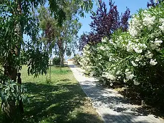 Flowers at Koropi