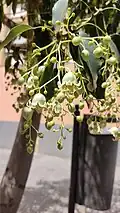 Kurrajong flowers in Gran Canaria