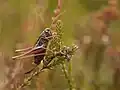 female