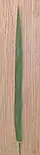 Showing the leaf is dull green, mainly parallel, with auricles and ribbed