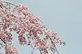 Cherry blossoms