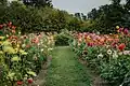 Flowers in the University of Latvia Botanical Garden
