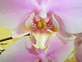 Labellum of a Phalaenopsis hybrid